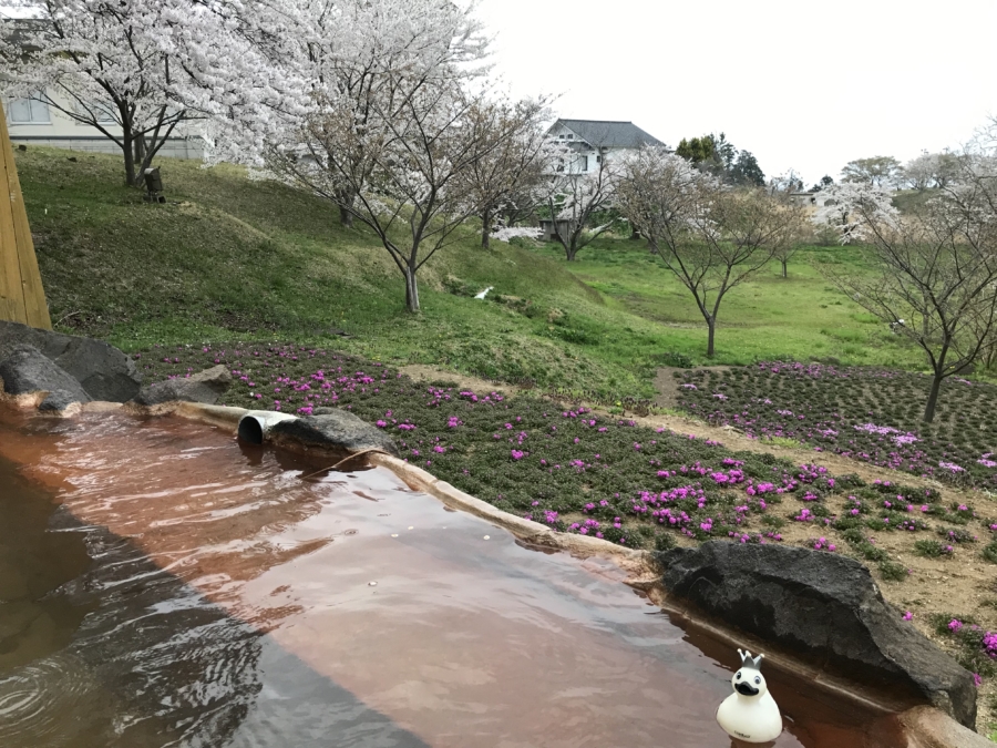 桜を求めて いざ男鹿温泉ホテルへ | 現役アナウンサーの温泉専門家